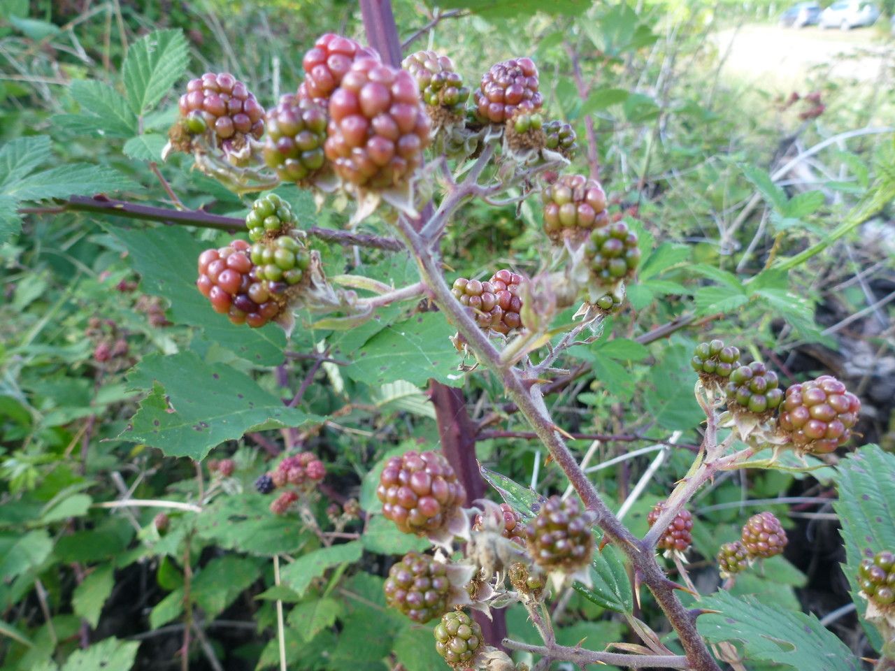 Rubus devitatus fruit