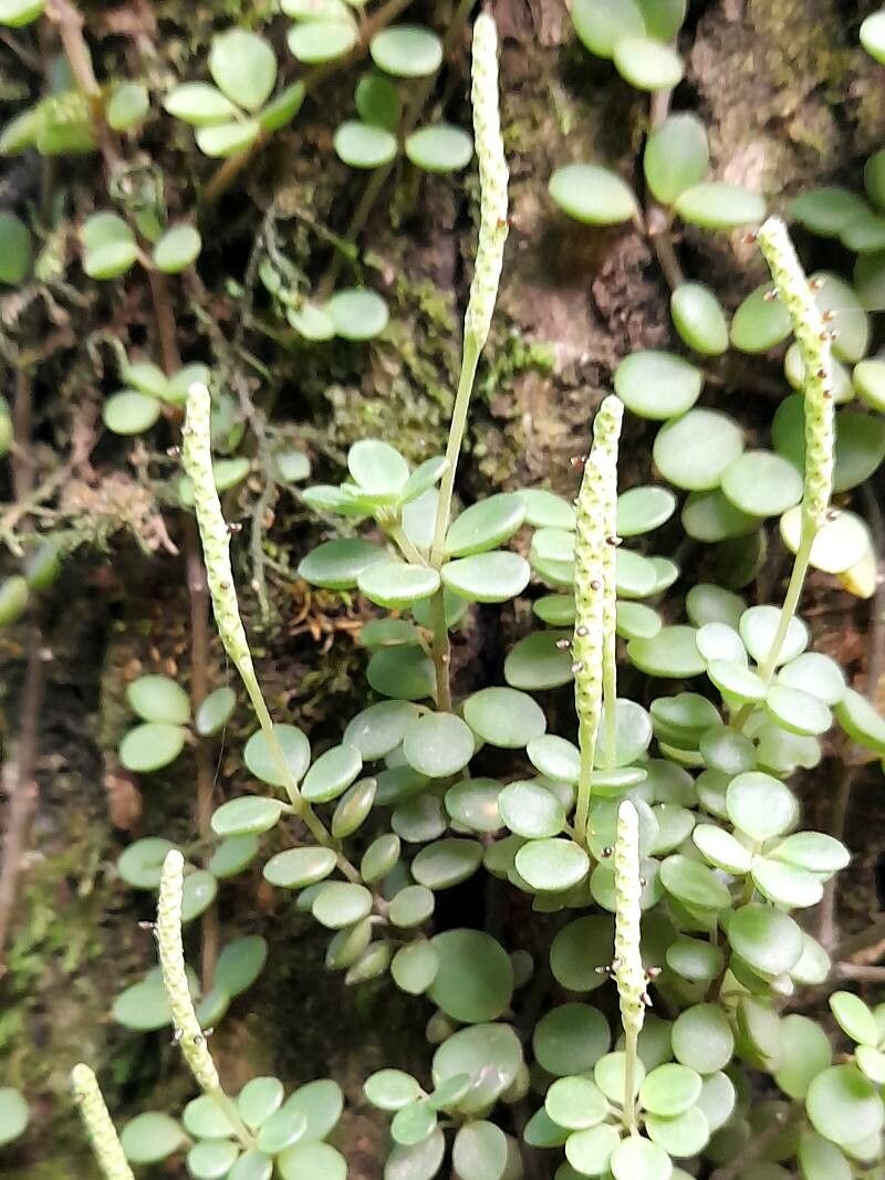 Peperomia lorentzii flower