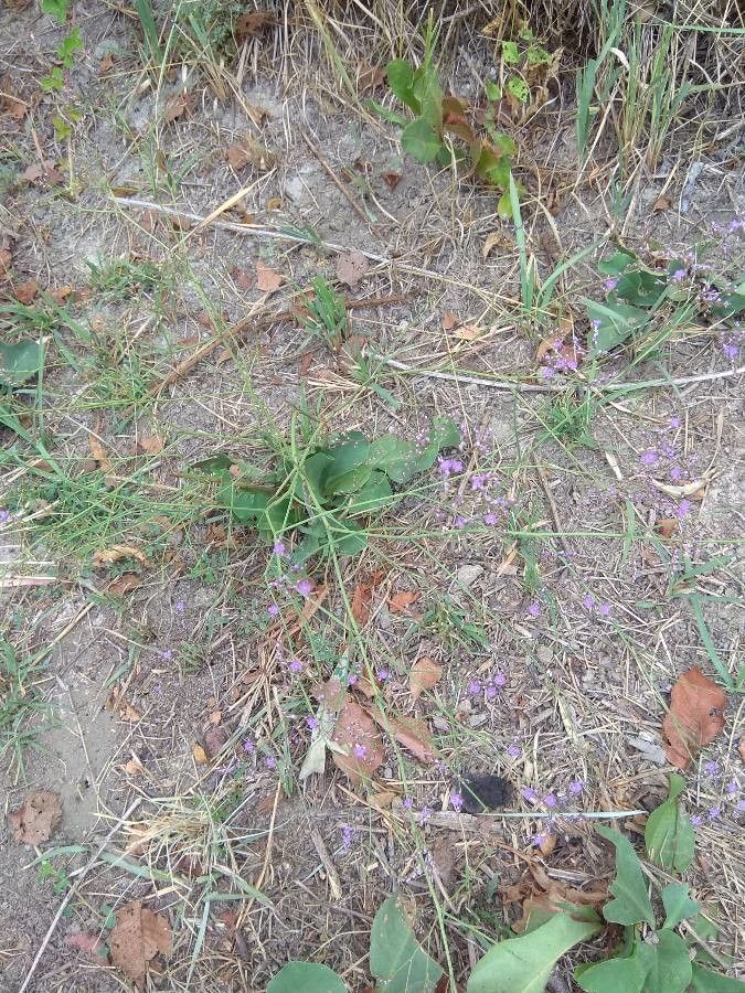 Limonium meyeri other