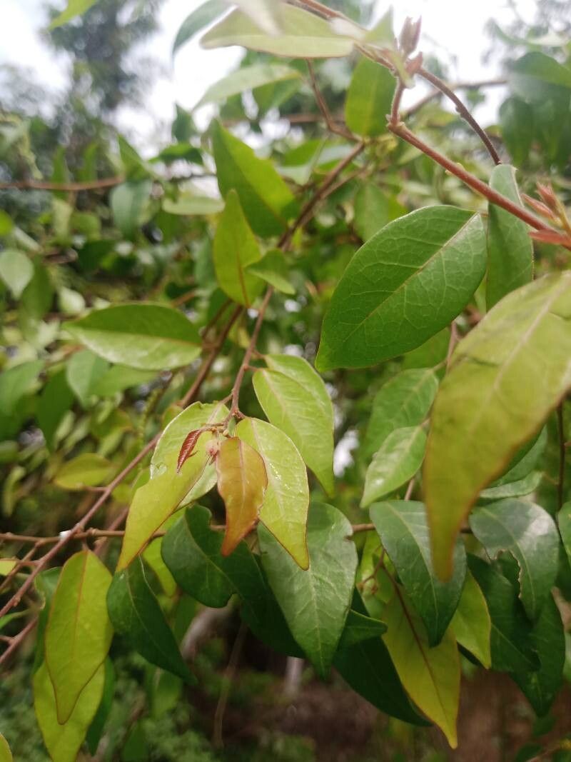 Hymenocardia ulmoides leaf