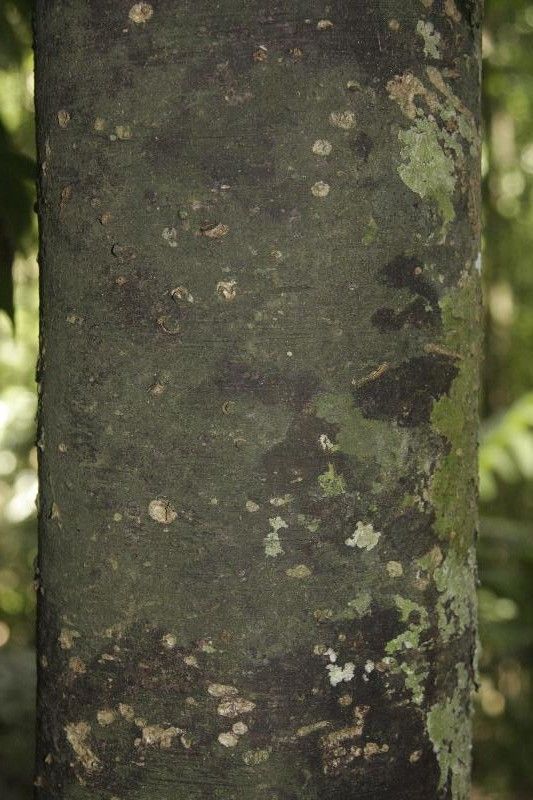 Rhodostemonodaphne elephantopus bark