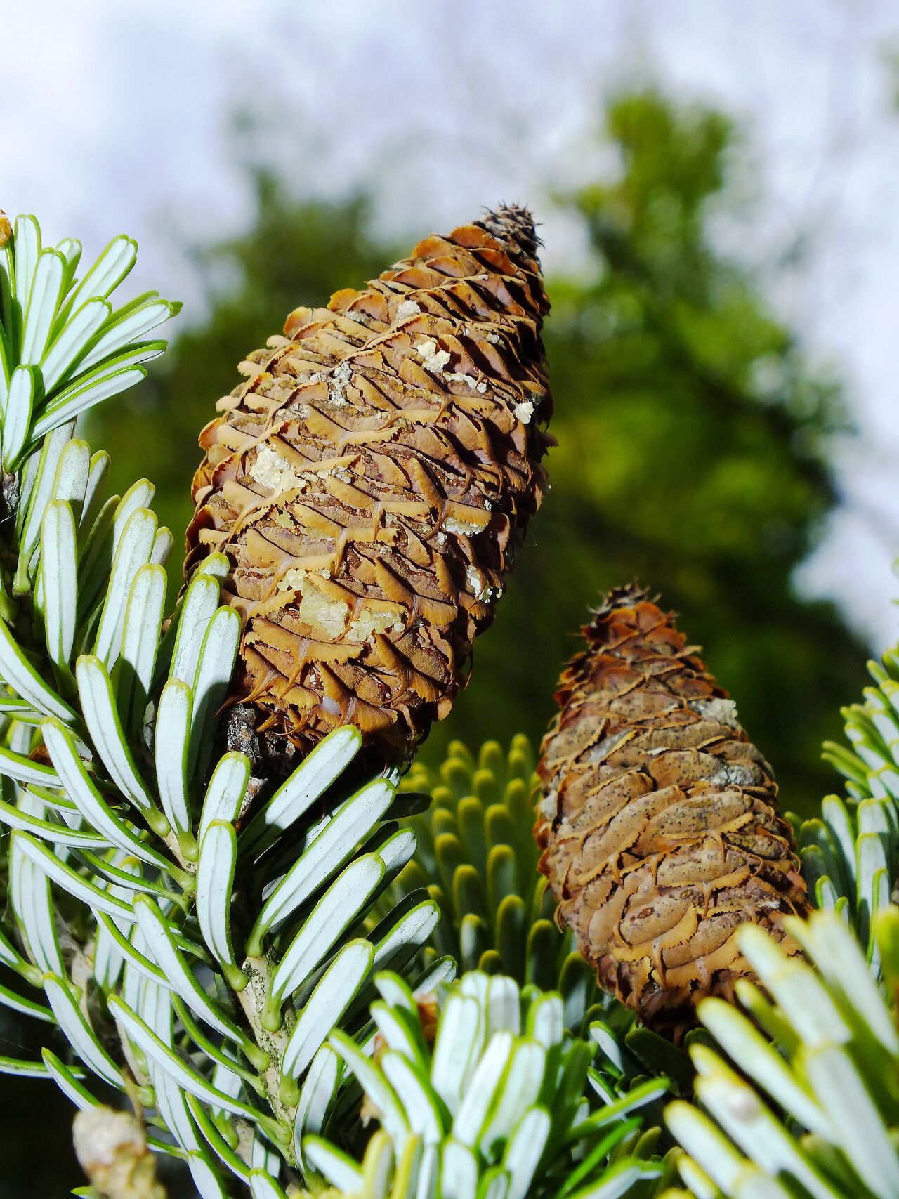 Abies × arnoldiana fruit