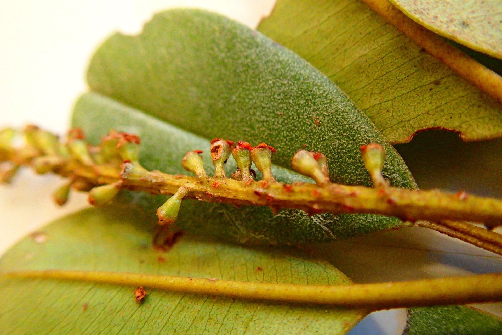 Quintinia media fruit