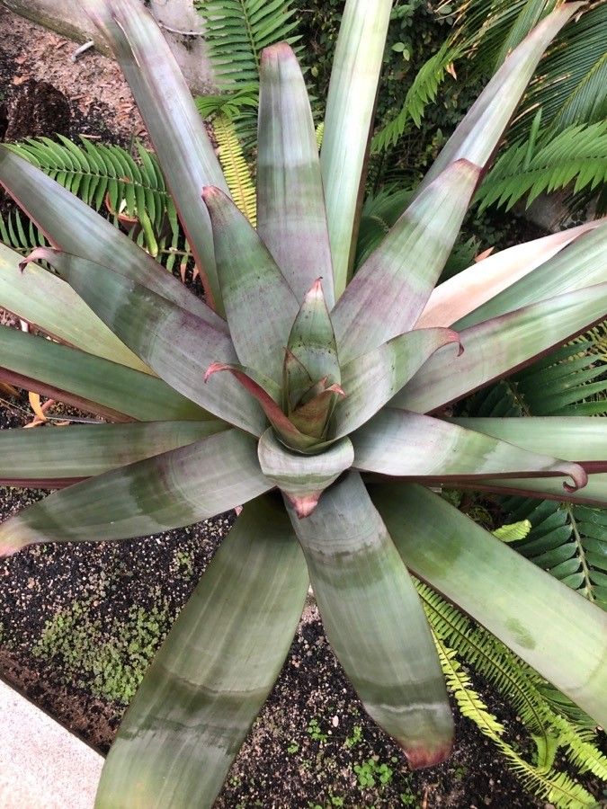 Vriesea imperialis leaf