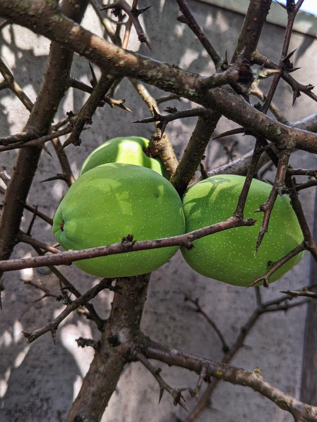 Chaenomeles cathayensis fruit