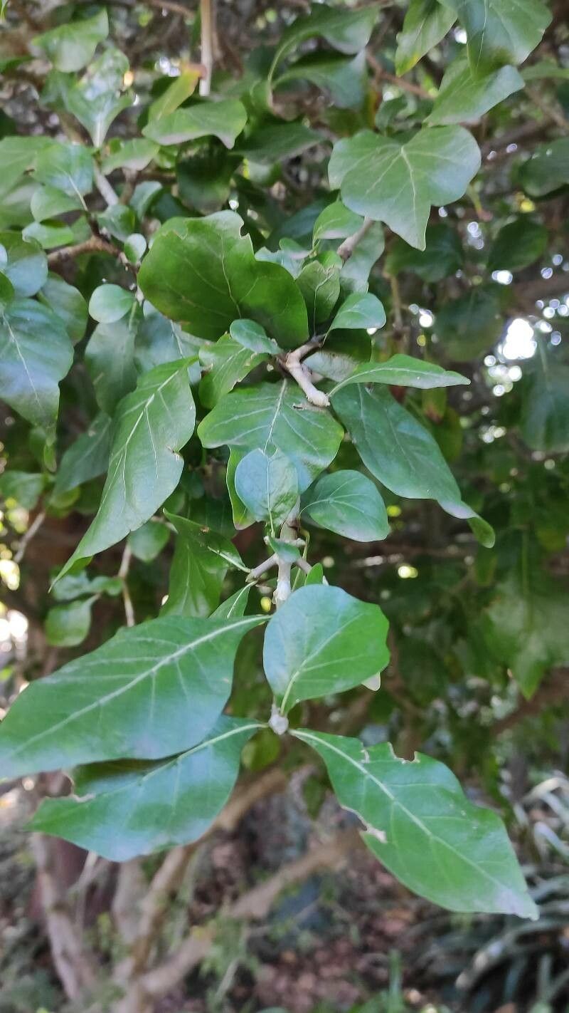 Gardenia cornuta — search result for 'Gardenia'