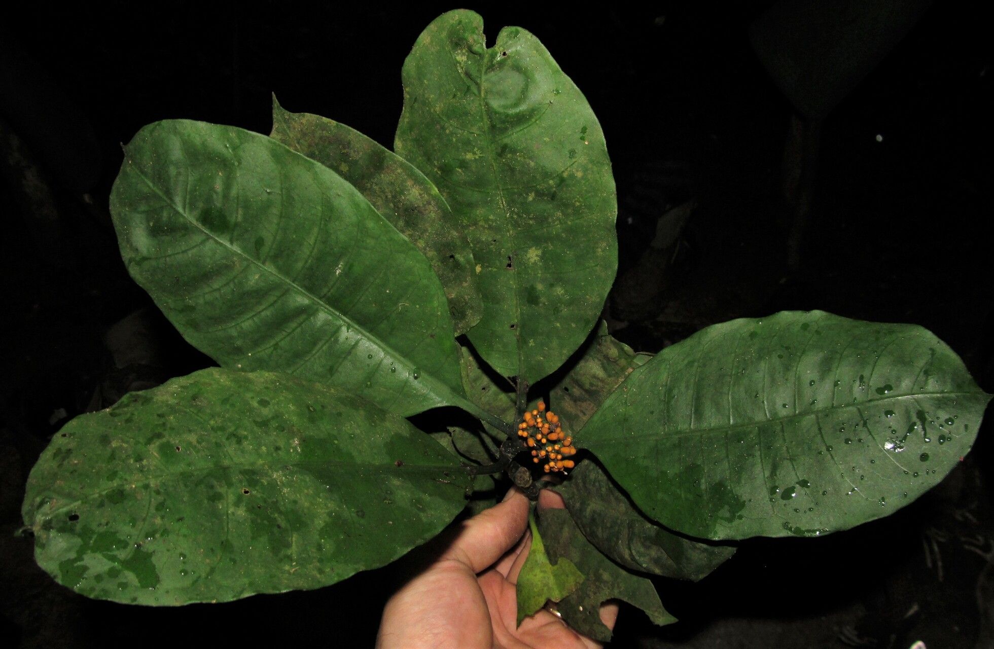 Psychotria piolampra — houseplant care guide