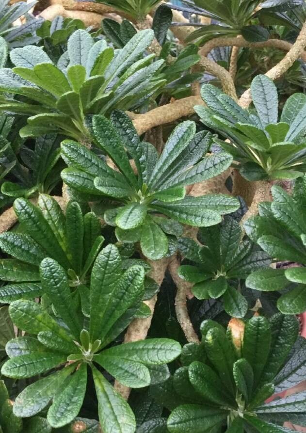 Dorstenia gigas — search result for 'Dorstenia'