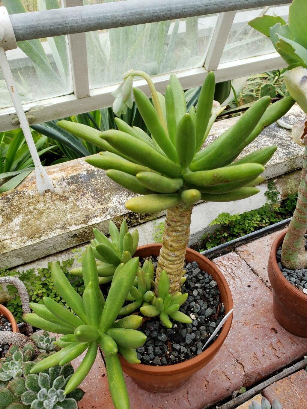 Pachyphytum viride habit