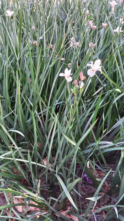 Dietes iridioides leaf