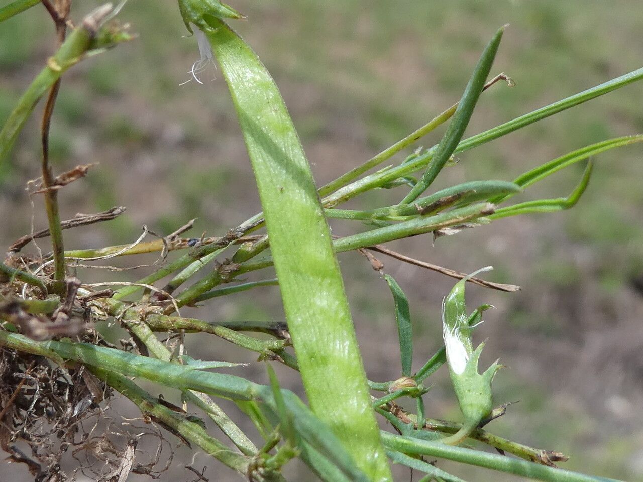 Lathyrus cicera fruit