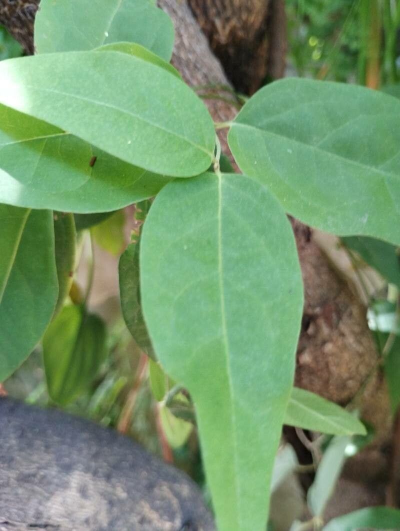 Heteropterys umbellata leaf