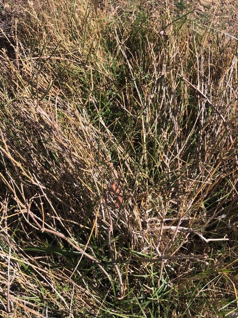 Ephedra americana leaf