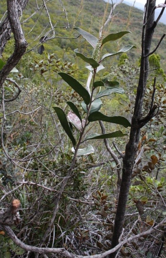 Homalium rubrocostatum habit