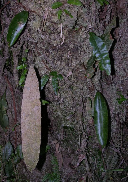 Oleandra articulata bark