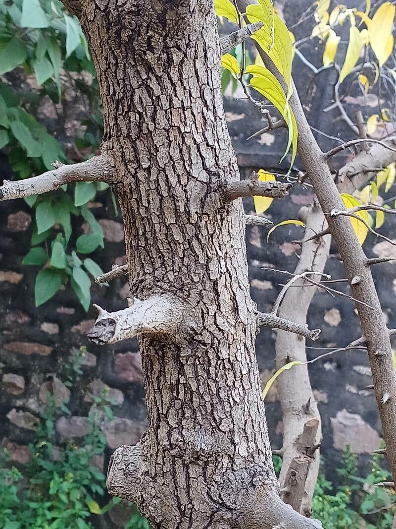 Diospyros montana bark