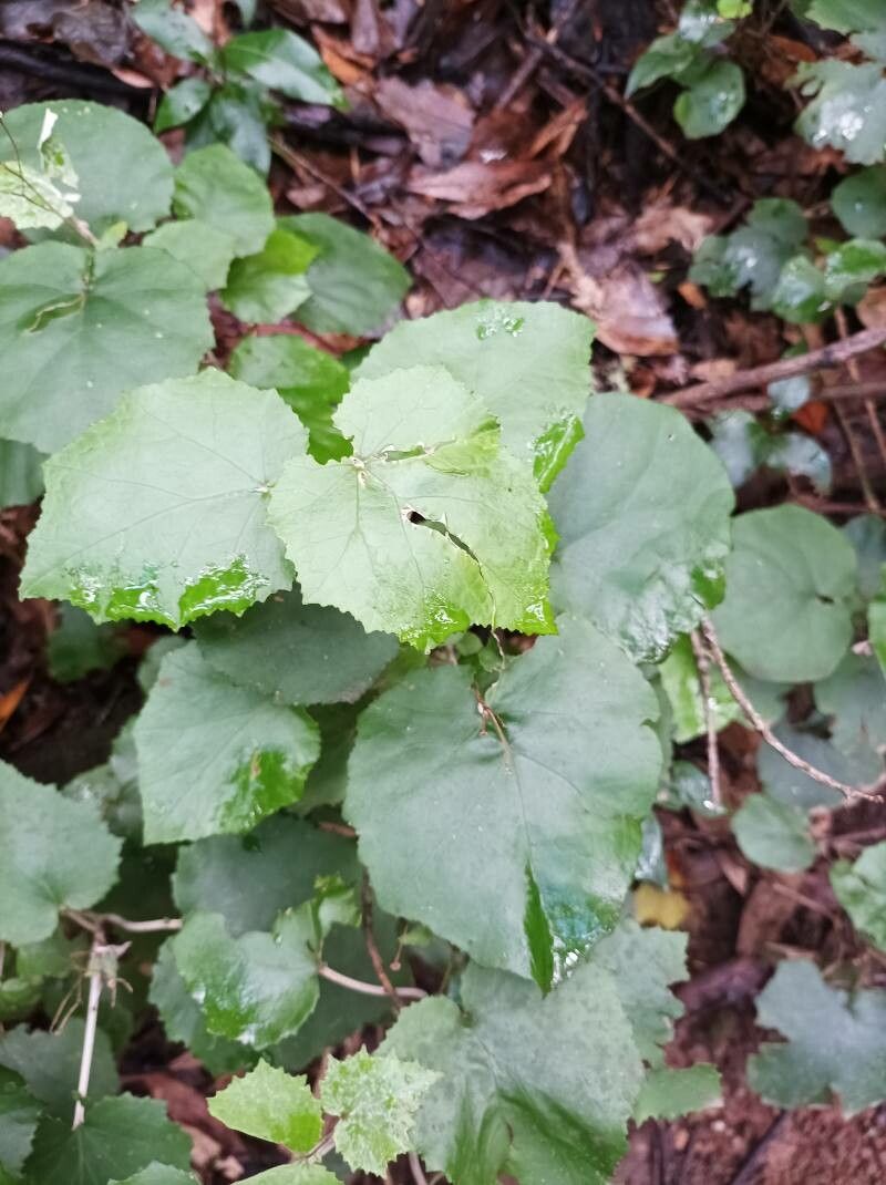 Pericallis appendiculata leaf