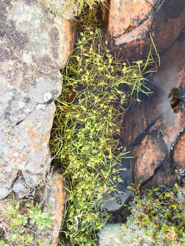Isolepis fluitans flower