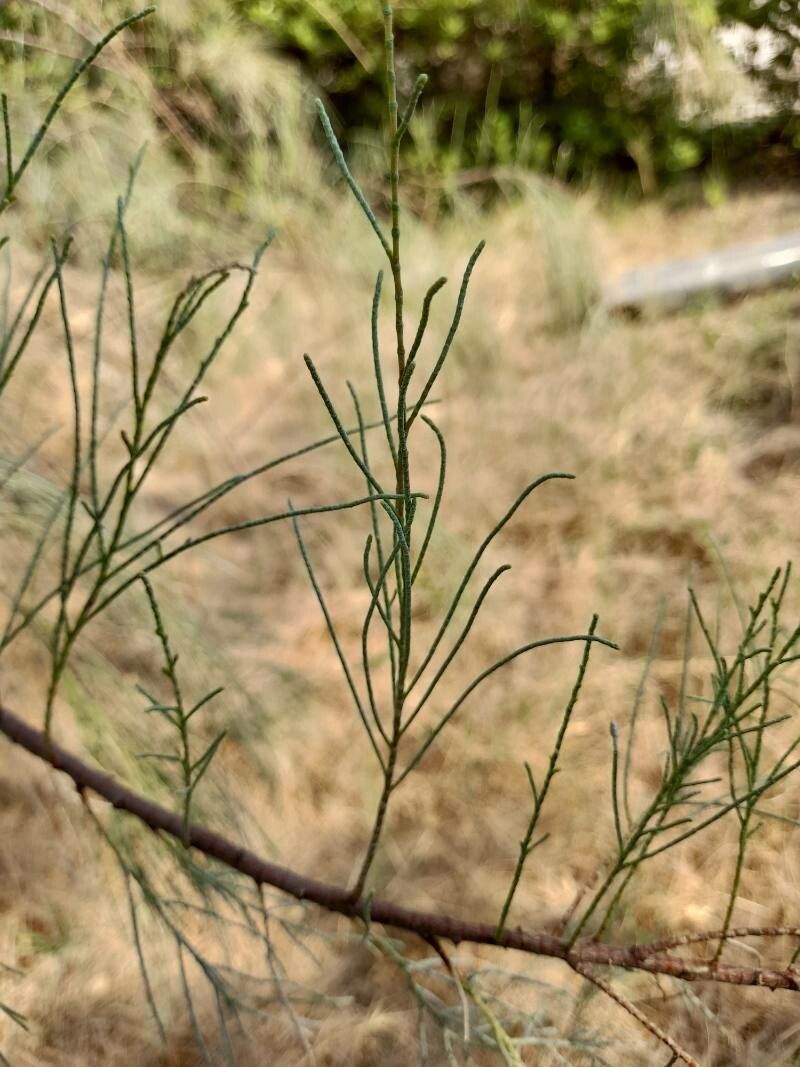 Tamarix aphylla leaf