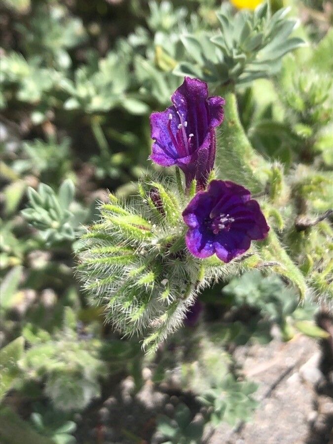Echium sabulicola flower