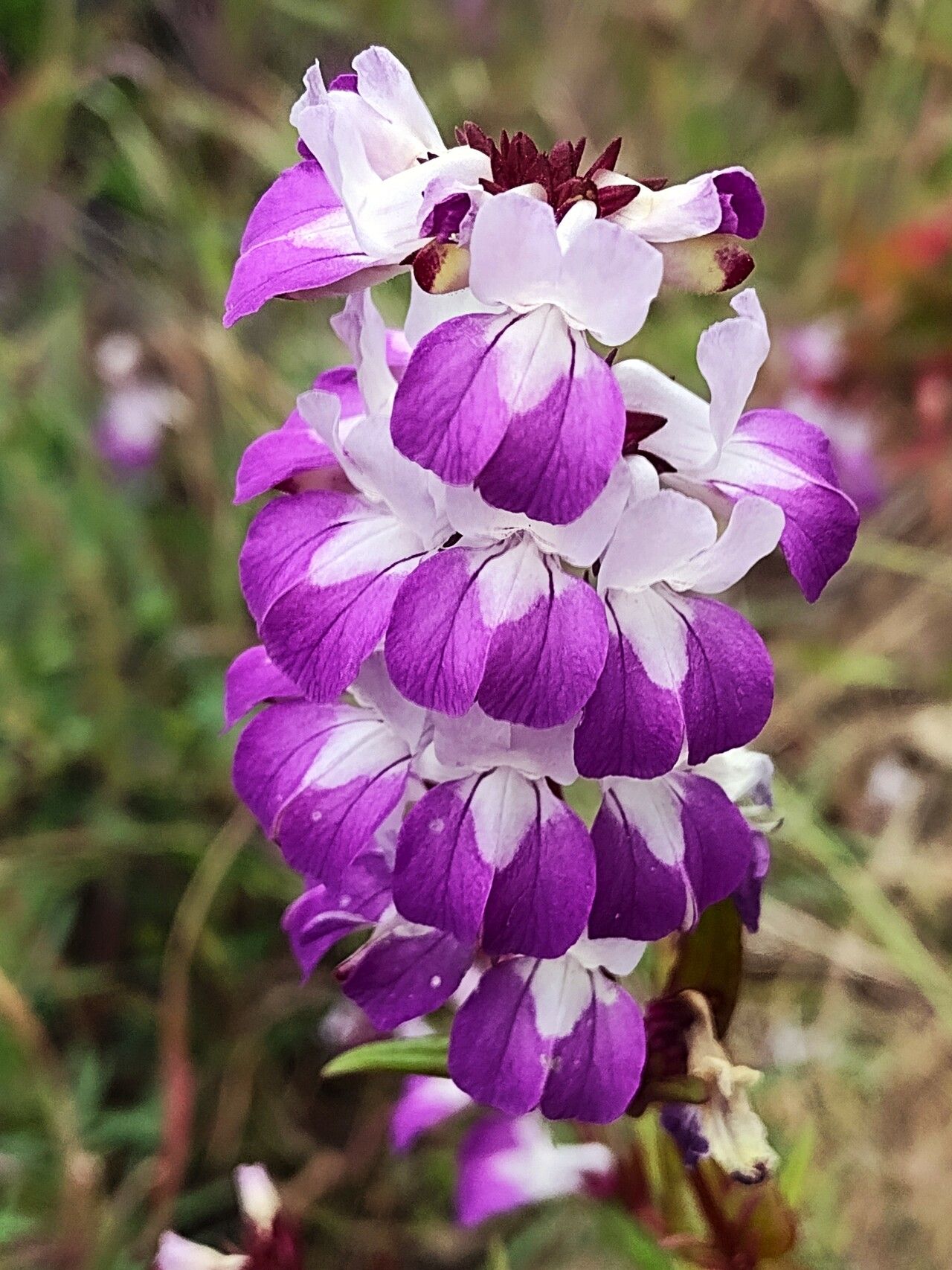 Collinsia heterophylla — houseplant care guide