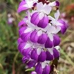 Collinsia heterophylla