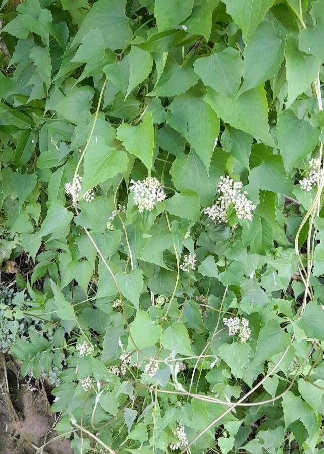 Mikania periplocifolia habit