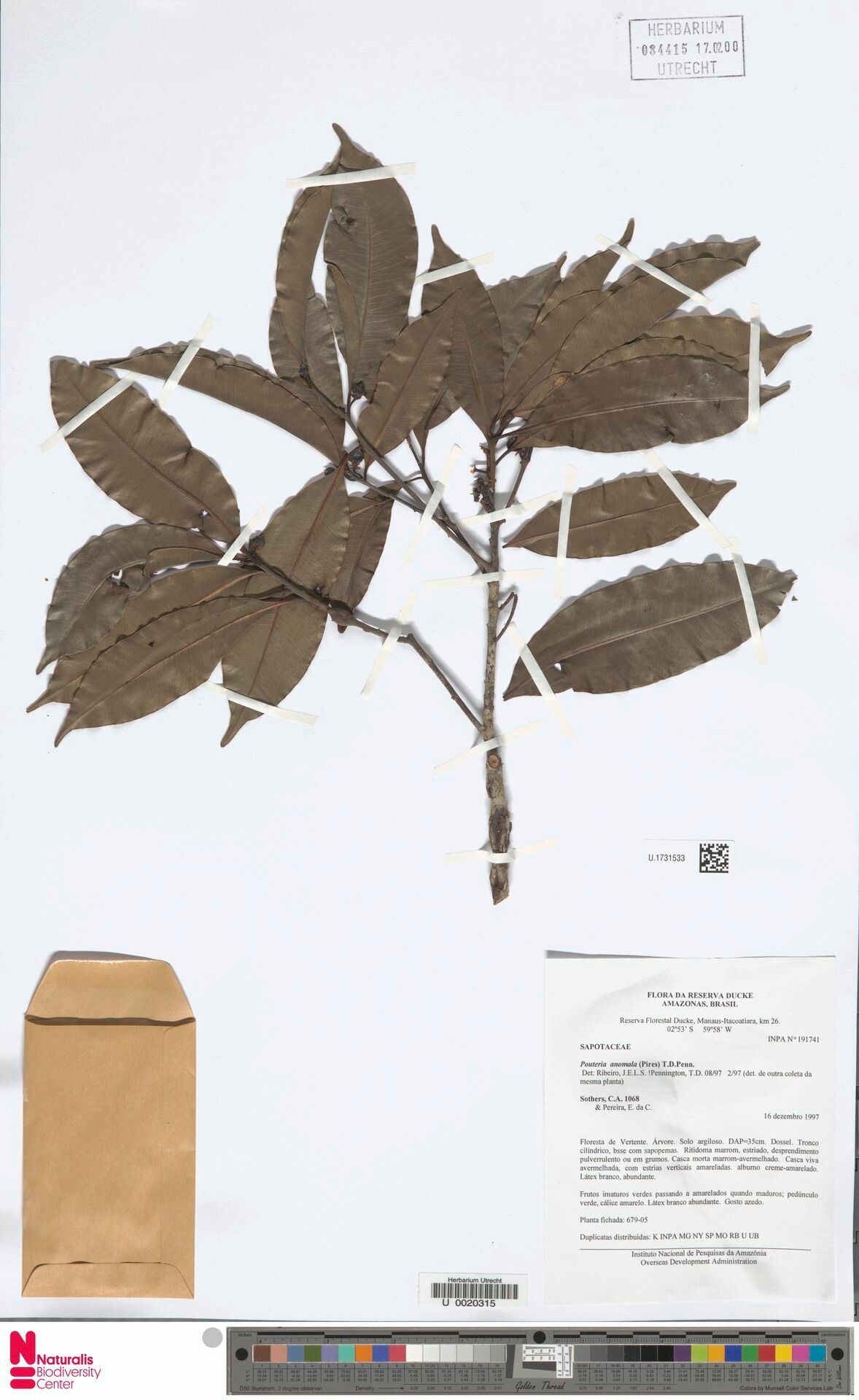 Pouteria anomala — related species from the same genus