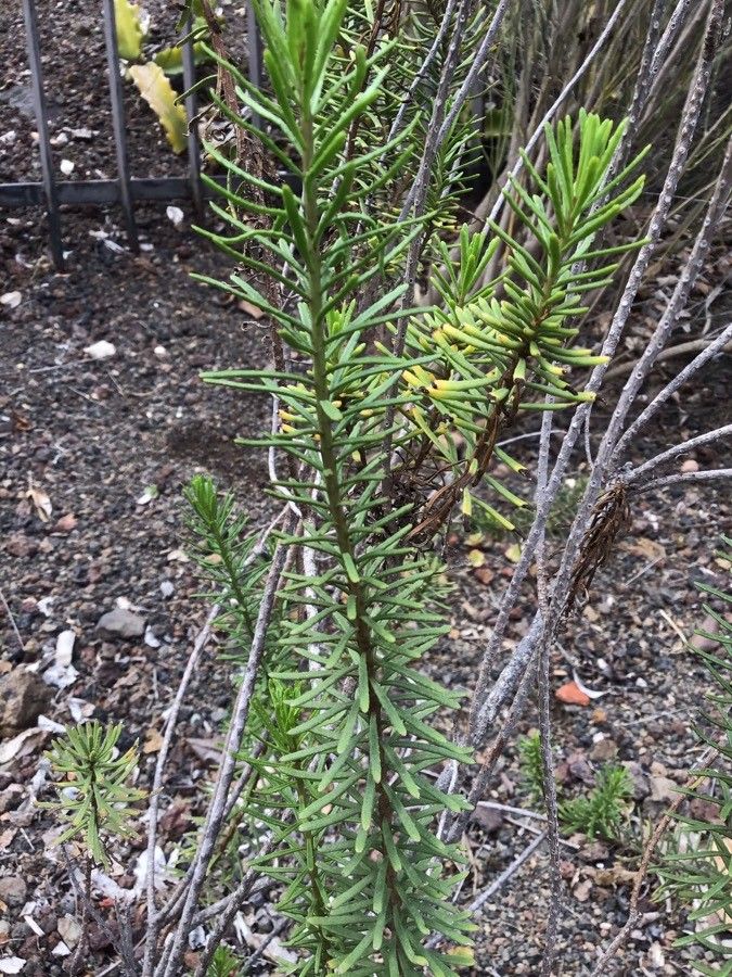 Allagopappus viscosissimus leaf