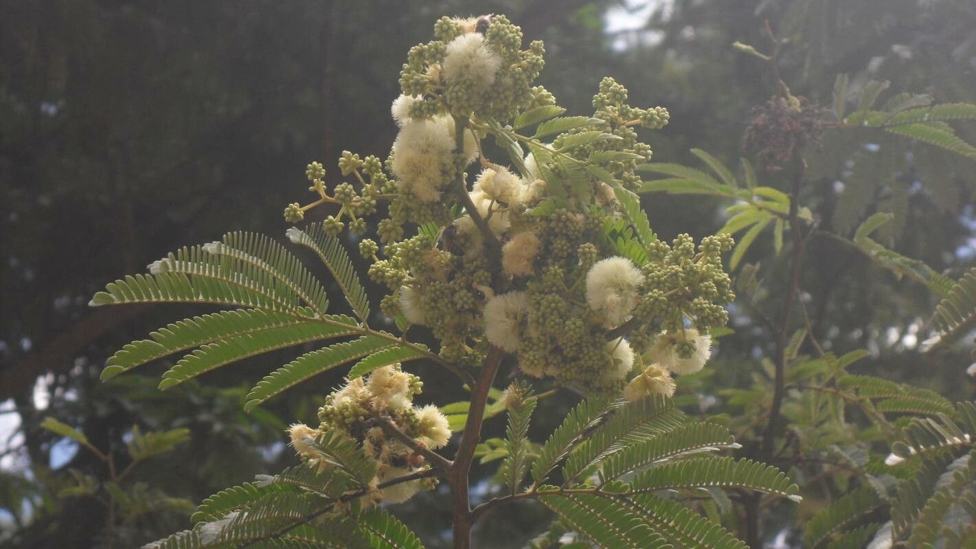 Senegalia riparia flower