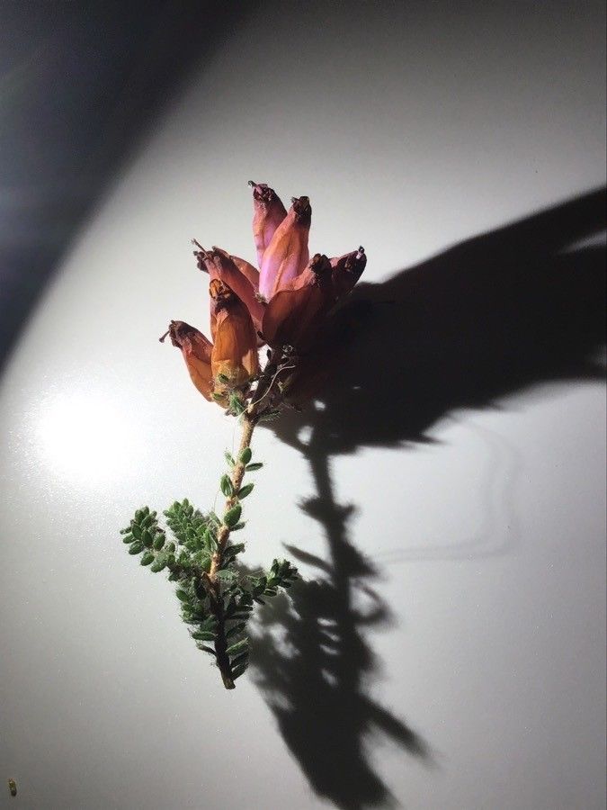 Erica ciliaris flower