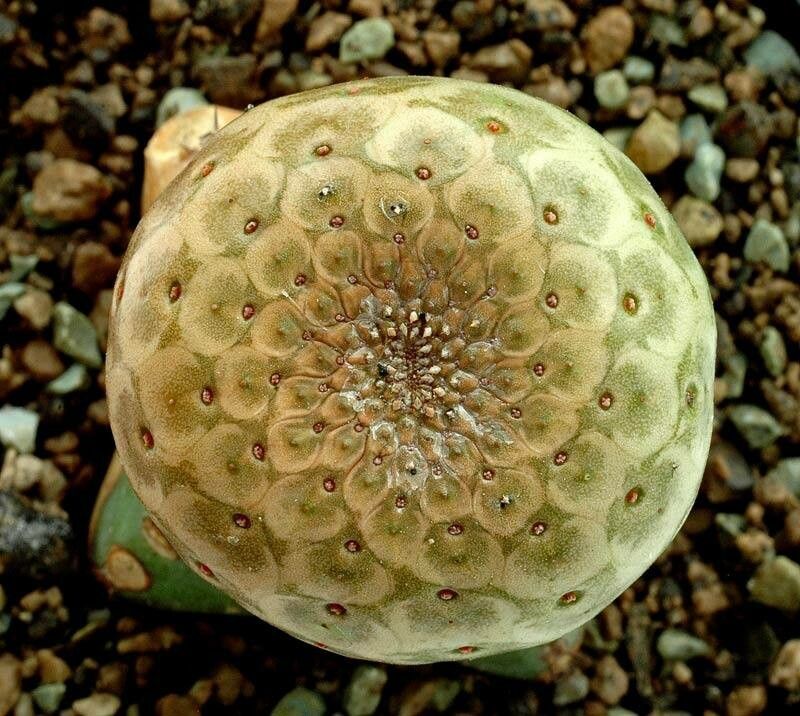 Euphorbia turbiniformis — houseplant care guide