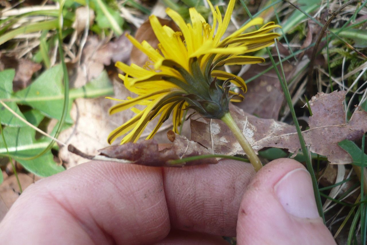 Taraxacum hygrophilum other
