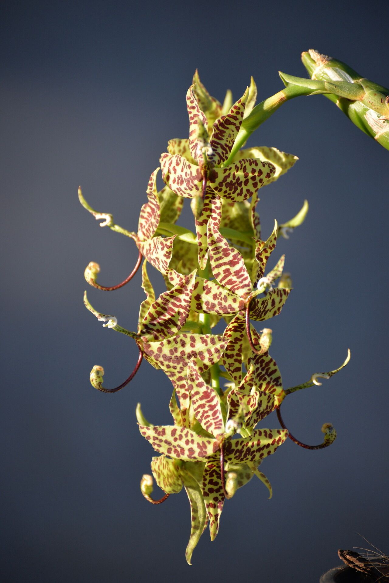 Cycnoches pentadactylon leaf