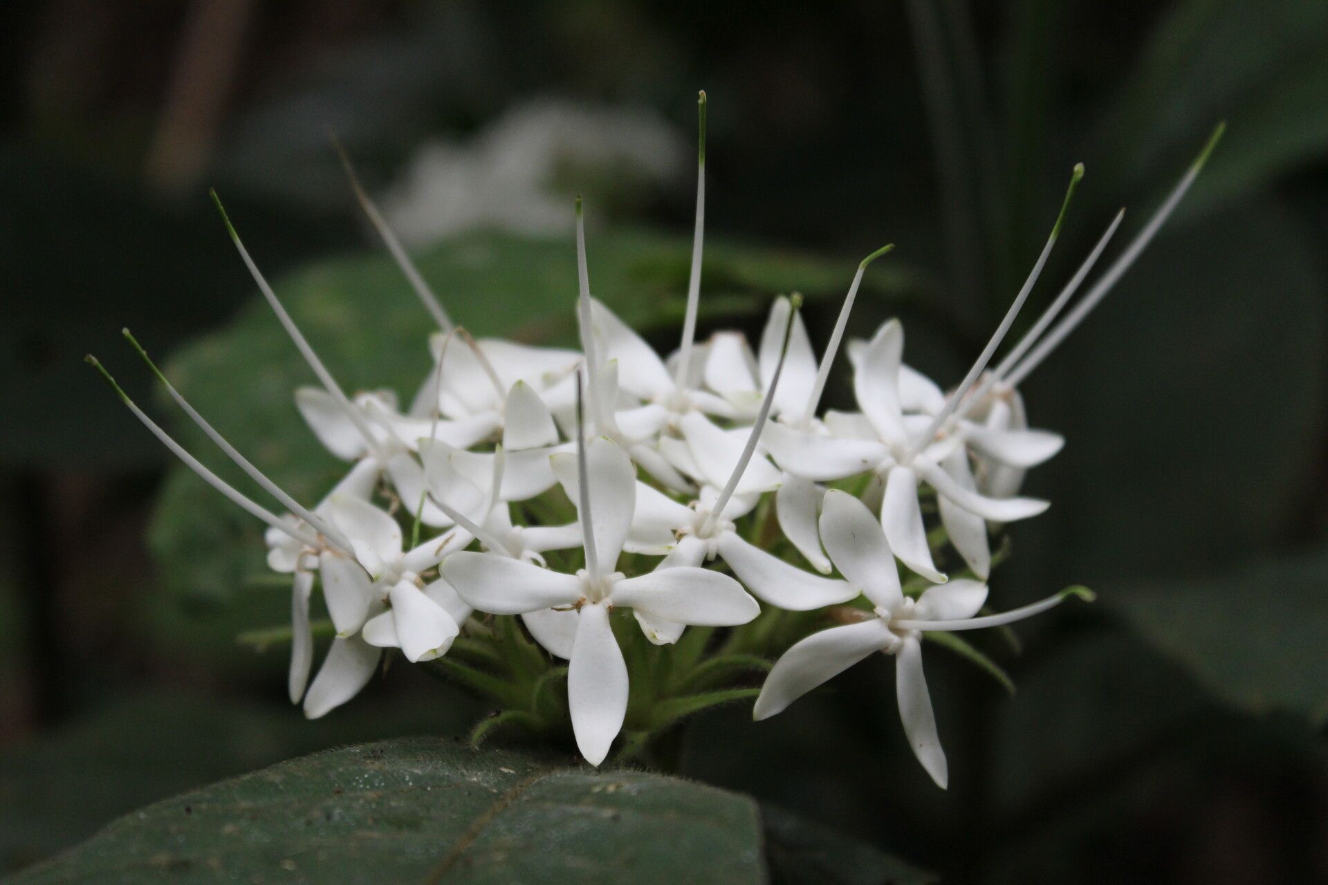 Pavetta hispida — houseplant care guide