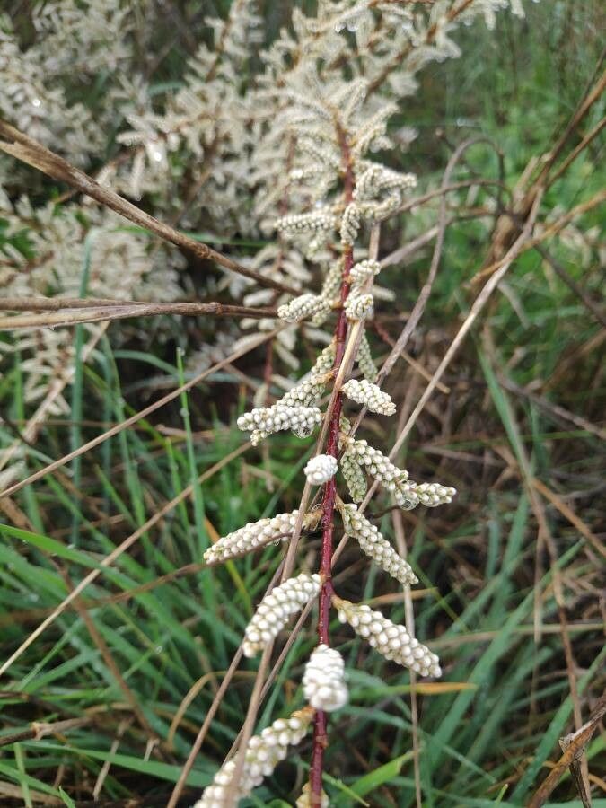 Tamarix canariensis fruit