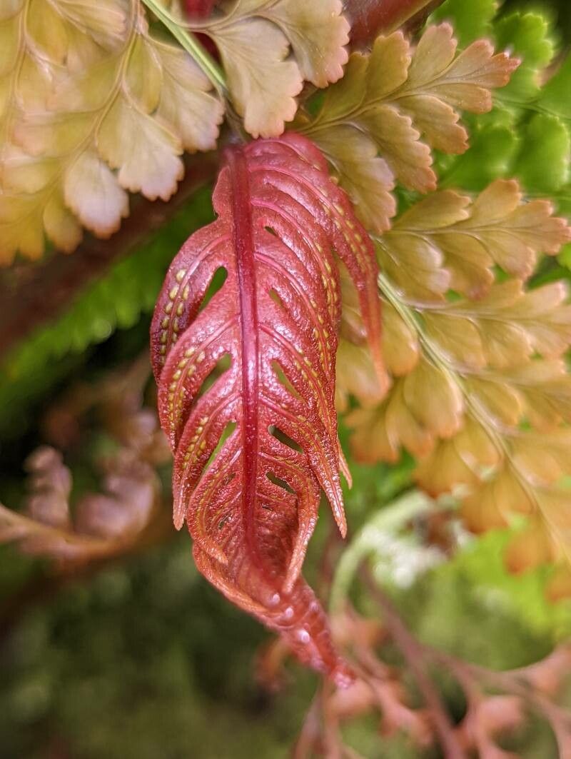 Woodwardia orientalis other