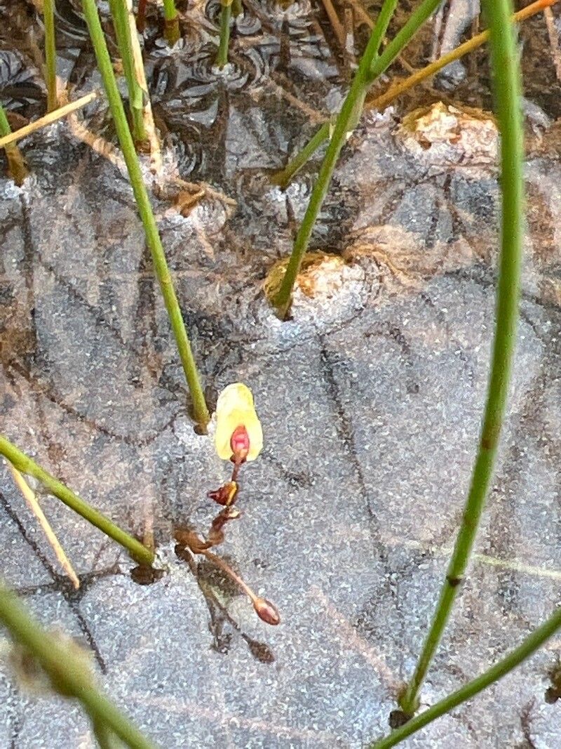 Utricularia minor flower