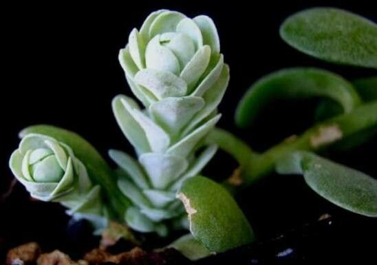 Sedum bellum — houseplant care guide