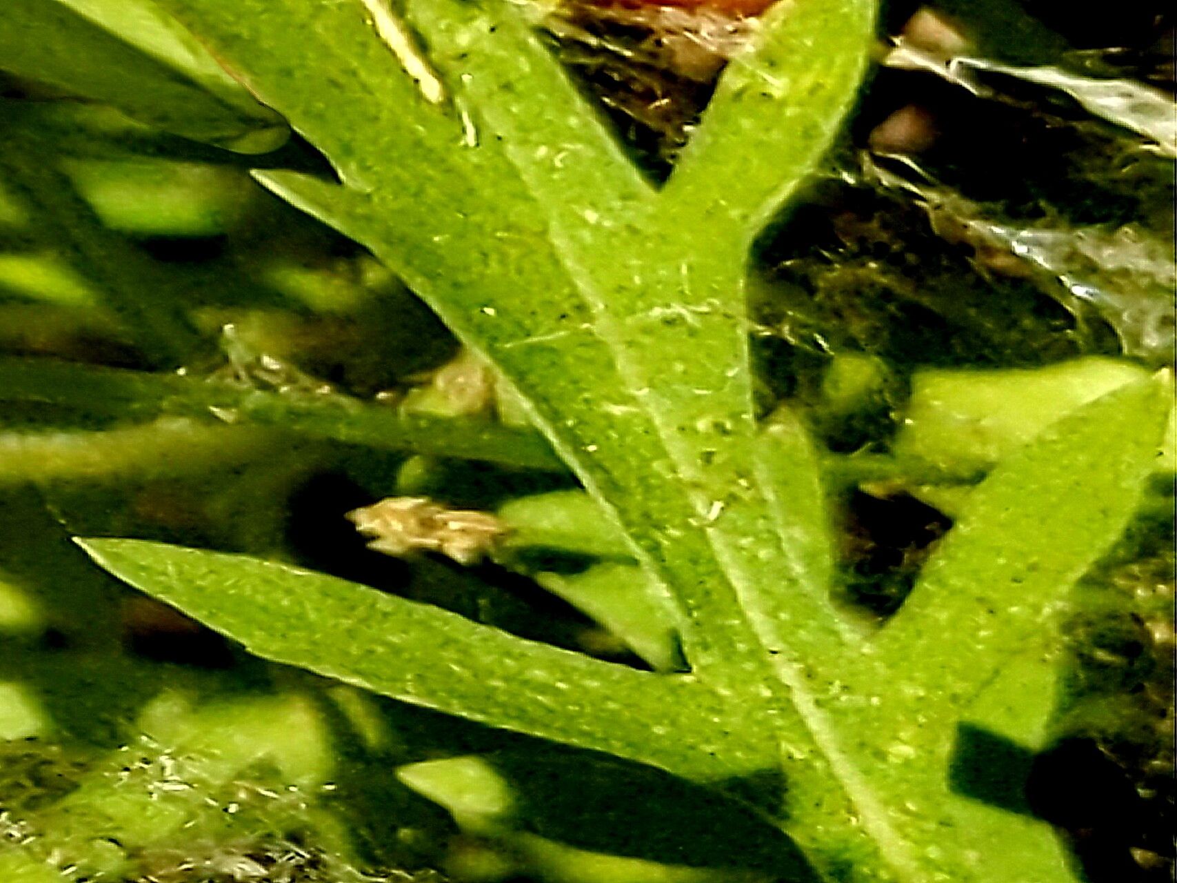 Zeltnera exaltata — related species from the same genus