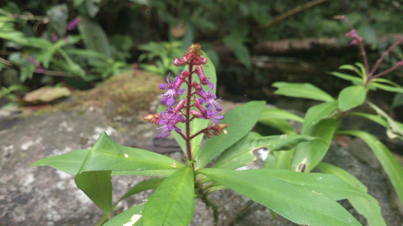 Cuphea epilobiifolia flower
