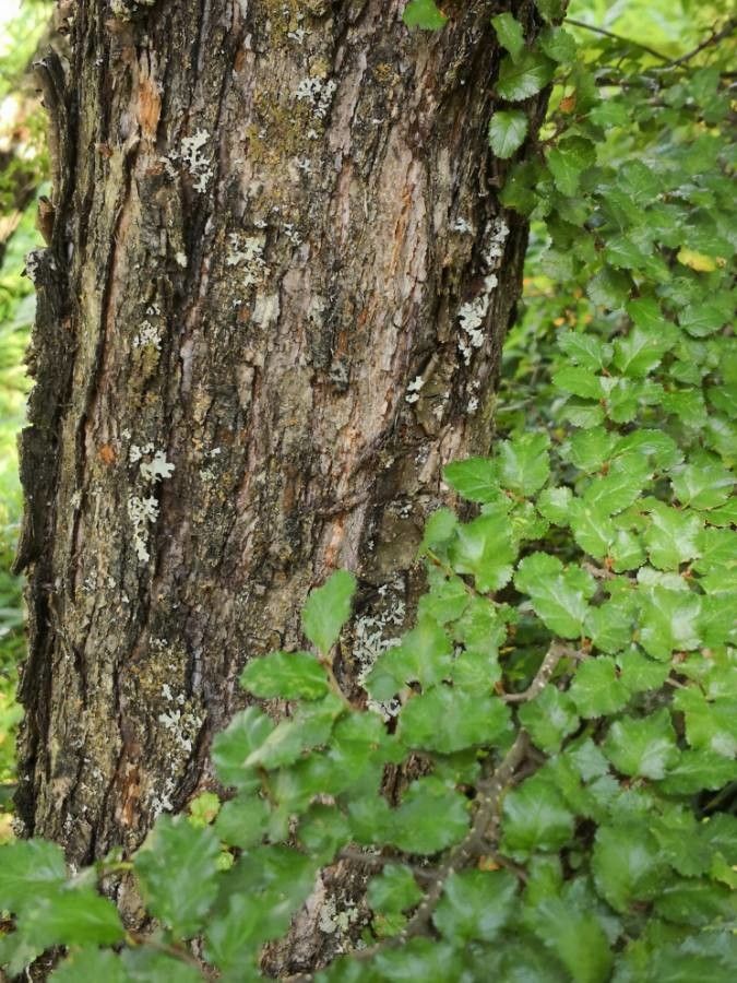 Nothofagus antarctica