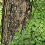 Nothofagus antarctica