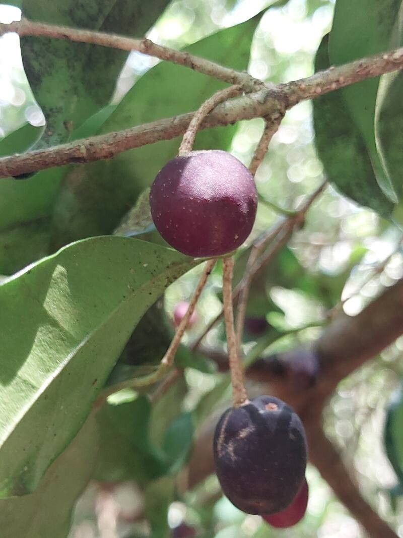 Noronhia olearia fruit