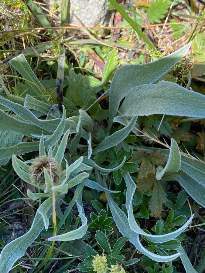Centaurea uniflora leaf