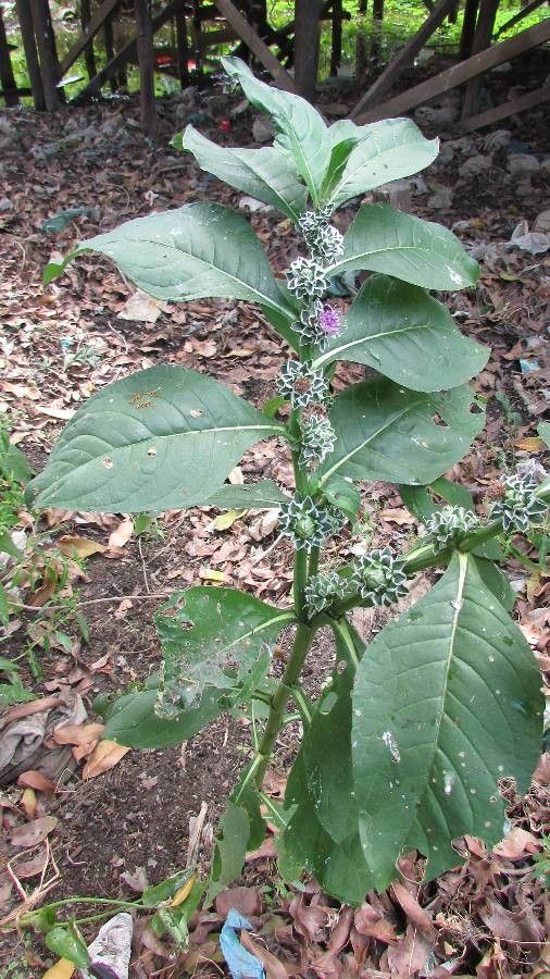 Pacourina edulis — search result for 'Guatemala'