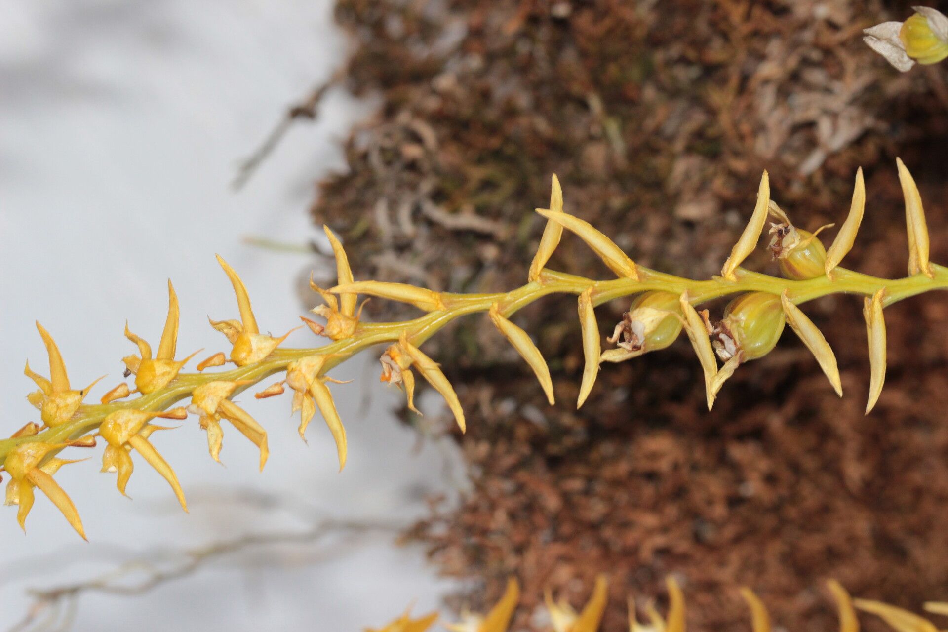 Bulbophyllum bidenticulatum fruit