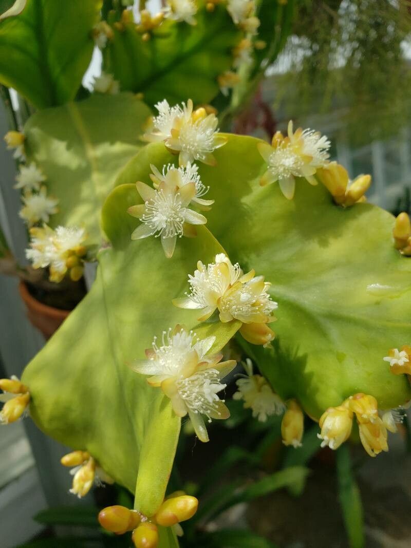 Rhipsalis pachyptera flower
