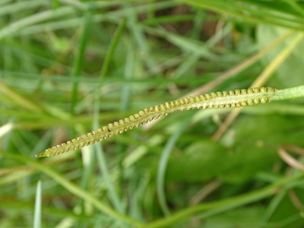 Ophioglossum vulgatum fruit