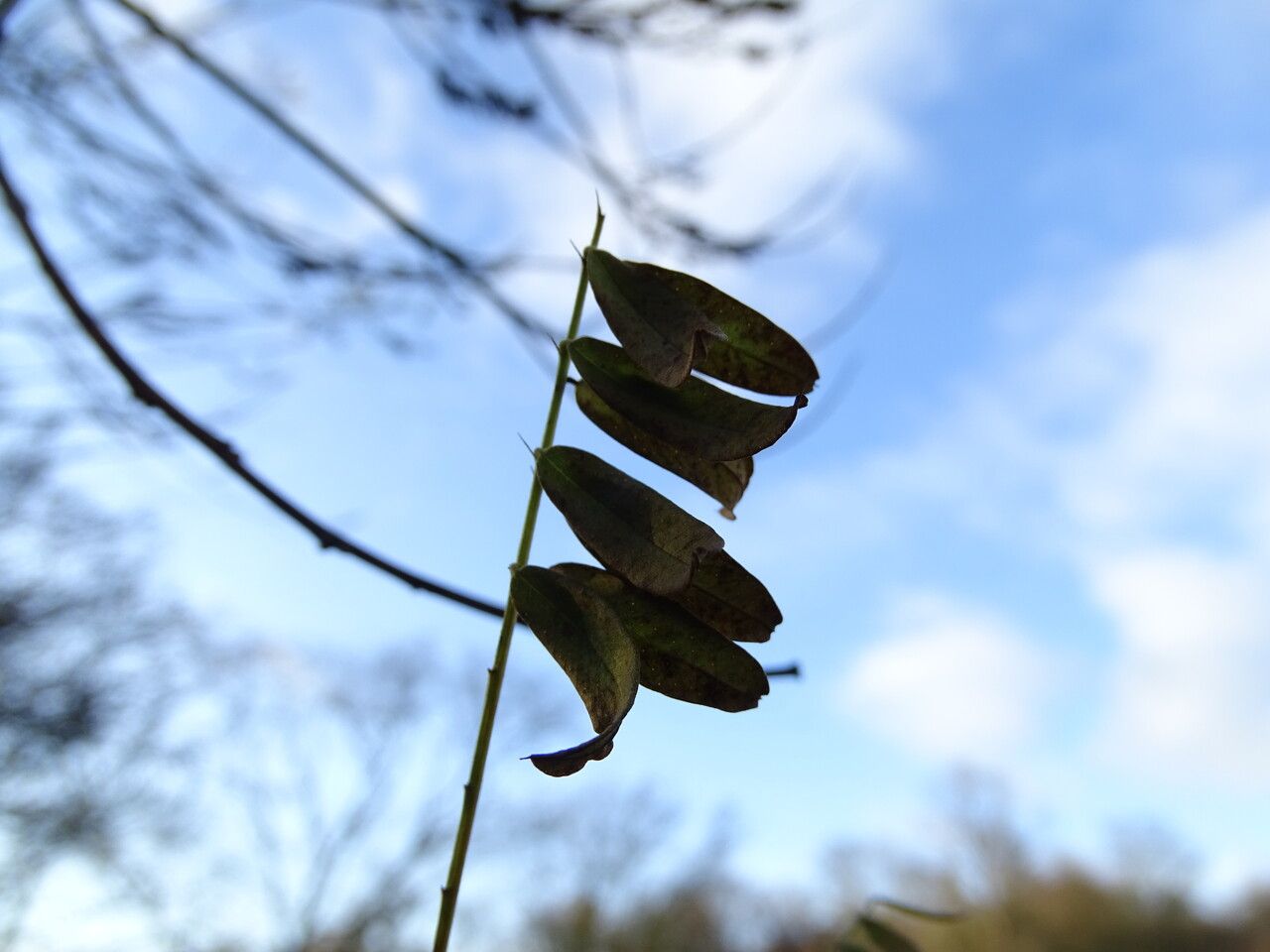 Amorpha californica leaf